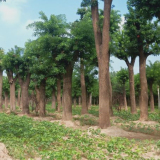 常年供应海棠树价格 菏泽货成活率高