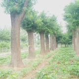 常年供应国槐树价格 菏泽货成活率高