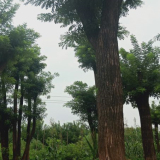 北京國(guó)槐 25公分國(guó)槐山東種植基地