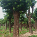 國槐基地 80公分國槐的種植產地