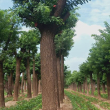 菏澤國(guó)槐 18公分國(guó)槐山東種植基地