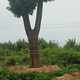 速生國槐價格 9公分國槐菏澤種植基地