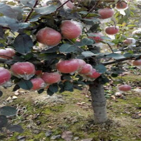 苹果树苗、黑苹果树苗，黑苹果树苗价格列表