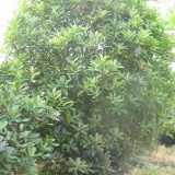 中華石楠球價(jià)格，移植中華石楠價(jià)格