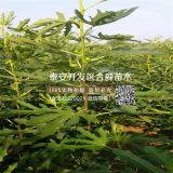 青皮无花果苗出售、青皮无花果苗确切价格