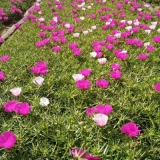 青州草花種植,濰坊草花基地,山東草花批發(fā)