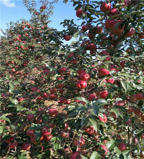 烟富3号苹果树苗