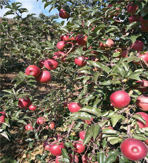 煙富3號蘋果樹苗