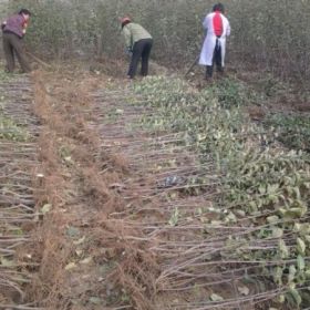 烟富10号苹果树苗、烟富10号苹果树苗哪里有