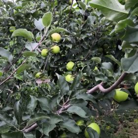 烟富0号苹果苗、烟富0号苹果树苗、烟富0号苹果树苗生产厂家