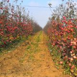 福布拉斯苹果树苗、福布拉斯苹果树苗⁭、福布拉斯苹果树苗一棵价格