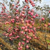 美味苹果苗、⁭美味苹果树苗、美味苹果树苗出售基地