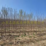 秦蜜苹果苗、⁭秦蜜苹果苗、秦蜜苹果苗报价