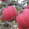 煙富8號(hào)蘋果苗多少錢一棵 煙富八號(hào)蘋果苗出售價(jià)格批發(fā)基地