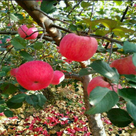 响富苹果树苗2019年价格 响富苹果树苗产地