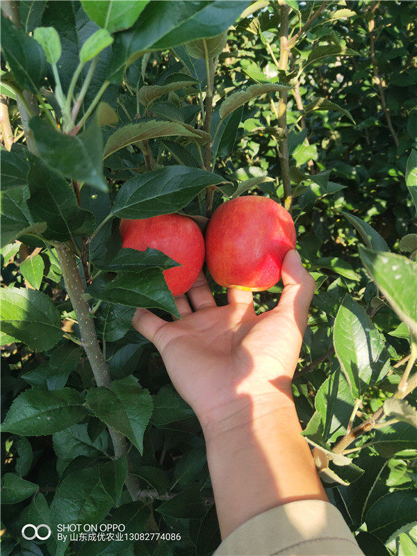 紅富士蘋果樹苗基地