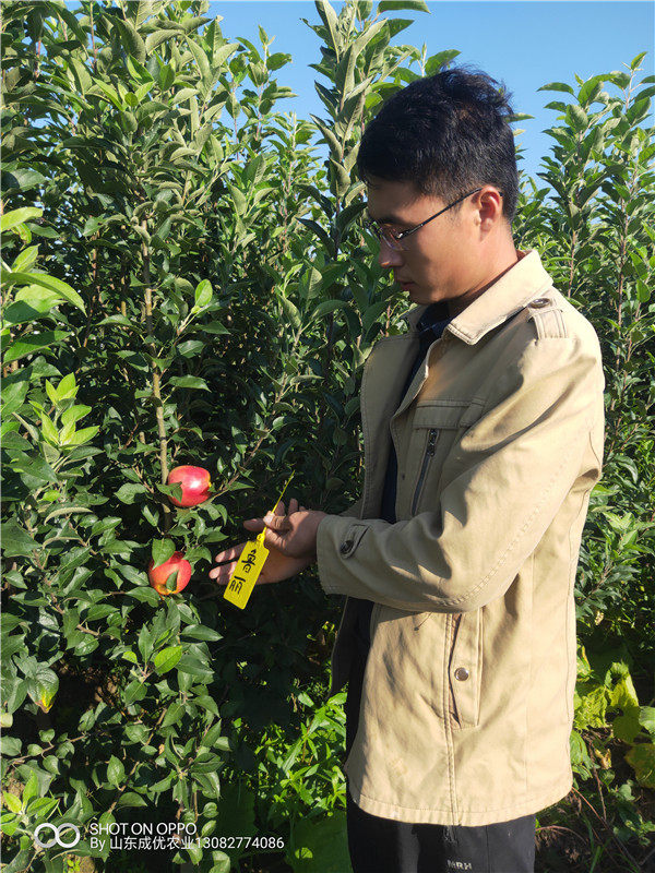 红心苹果树苗几年结果