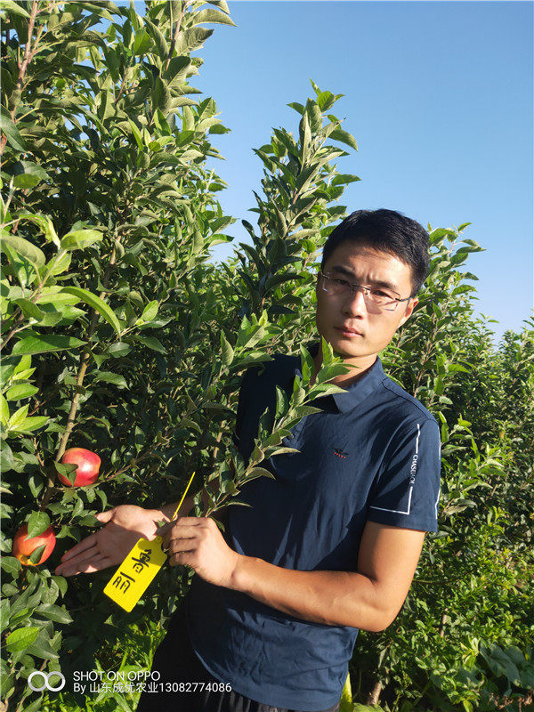 苹果树苗批发价格