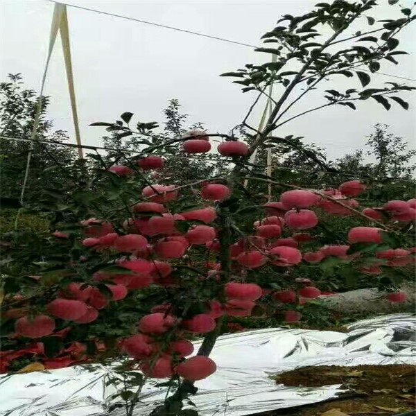 鸡心果苹果树苗