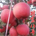 煙富八號(hào)蘋果苗 煙富八號(hào)蘋果苗價(jià)格 煙富八號(hào)蘋果苗價(jià)位