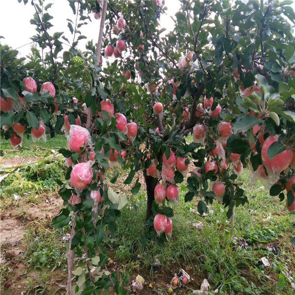 水蜜桃苹果苗