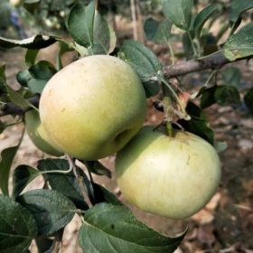 苹果苗价格、占地苹果苗价格及占地种植技术