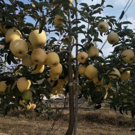 新品种水蜜桃苹果苗 基地水蜜桃苹果苗价格多少钱一棵