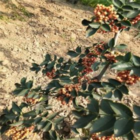 山東花椒苗多少錢荒山綠化種植管理修剪