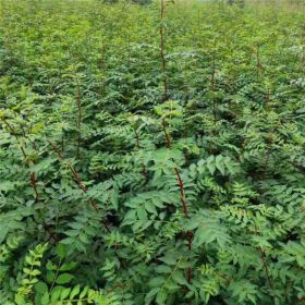 大紅袍花椒苗一公分荒山綠化種植管理修剪