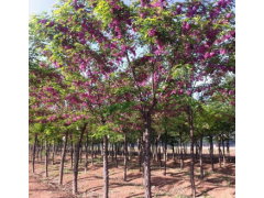 香花槐 河北香花槐 嫁接香花槐基地