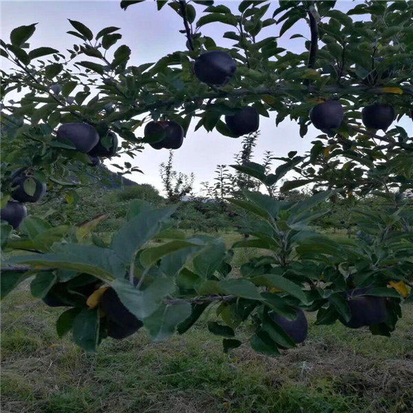 红富士苹果苗