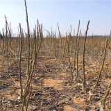 碧根果樹苗、目前碧根果樹苗價格及報價