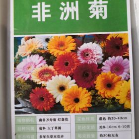 非洲菊和菊花有區(qū)別嗎？怎么播種非洲菊種子出芽率更高？