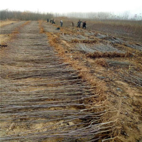 维纳斯黄金苹果苗品种介绍 维纳斯黄金苹果苗价格