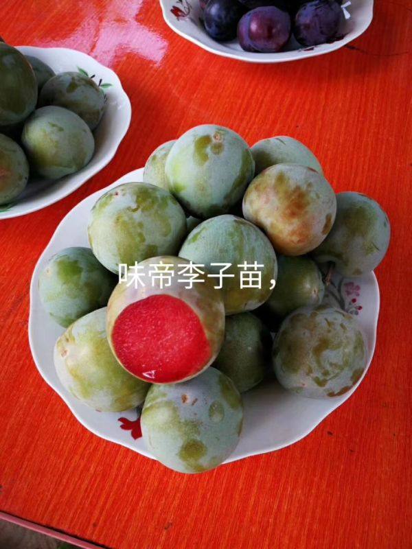 味帝李子苗