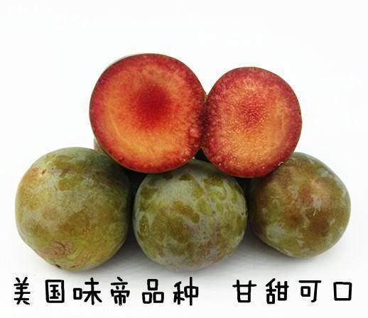 味帝李子苗