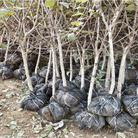 苹果苗、糖心苹果树苗价格，糖心苹果树苗基地