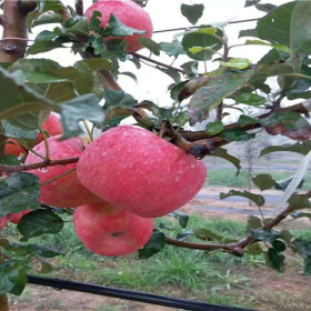 苹果苗、凉香苹果苗价格，凉香苹果苗基地