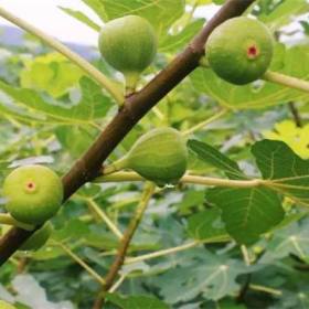 芭劳奈无花果苗怎么管理？基地芭劳奈无花果苗价格多少钱