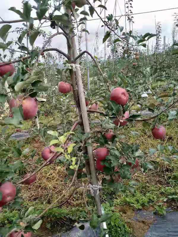 首富3号苹果苗