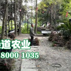 10公分湖南李子苗 基地湖北李子树苗价格