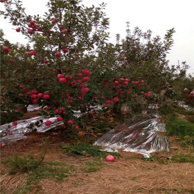 矮化苹果苗 矮化苹果苗价格 矮化苹果苗基地