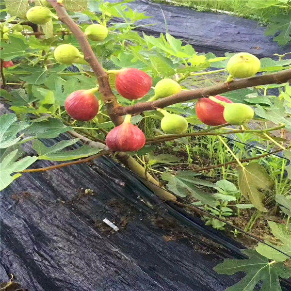 斯特拉無(wú)花果苗