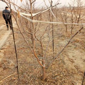 鸡蛋枣树苗、鸡蛋枣树苗基地、鸡蛋枣树苗报价