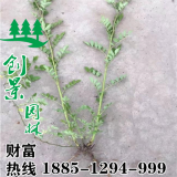 大量供應(yīng)薔薇花-基地低價(jià)銷售