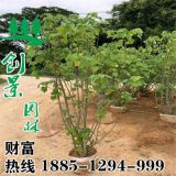 沭陽芙蓉種植基地、價(jià)格低質(zhì)量優(yōu)、品種齊全、貨源充足