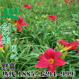 紅寶石萱草-10公分價格-基地低價批發(fā)/采購