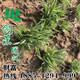 萱草價(jià)格_圖片_低價(jià)批發(fā)_種植基地