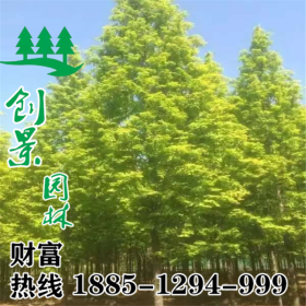 常年供应优质金叶水杉、1~5公分金叶水杉基地报价