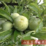 高產(chǎn)栽植味帝李子樹(shù)苗規(guī)格全 顏色好 成活率高